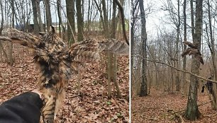 Gaubys pasakojo, kad mažojo apuoko paleidimas į laisvę vyko sklandžiai, nepaisant to, kad paukštis gana karšto būdo. Mažasis apuokas paleistas tik 1,5 kilometro nuo jo gimtos vietos ir tikėtina, kad jis grįš į savo plotus