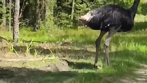 varenos-miskuose-uzfiksuotas-strutis