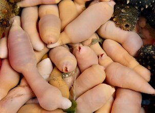 Žmonės negali patikėti savo akimis: &scaron;tai ką į Argentinos paplūdimius i&scaron;metė bangos