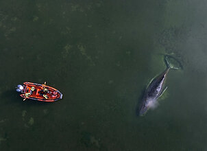 Banginis Timmy vis dar bla&scaron;kosi sekliose Baltijos jūros vietose