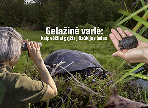 Gelažinė varlė: kaip vėžliai grįžta į Dzūkijos balas