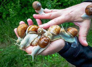 Per dieną &ndash; daugiau nei 100 kilogramų: prasidėjo sraigių rinkimo sezonas