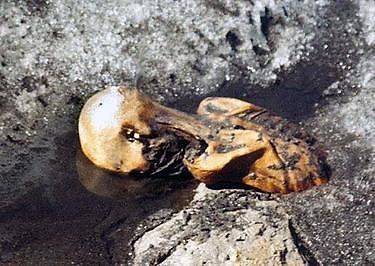 Fair use nuotr. /Otzi mumija, rasta ledyne