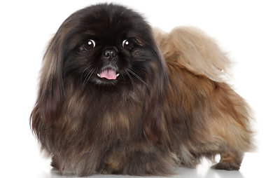 Pekinas (šuo)