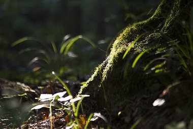 Miškų revizija