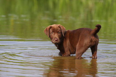 Labradoras