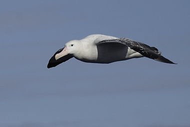 Albatrosas
