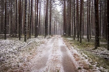 Lietuvos miškų institutas