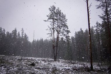 Privati miškų nuosavybė Lietuvoje
