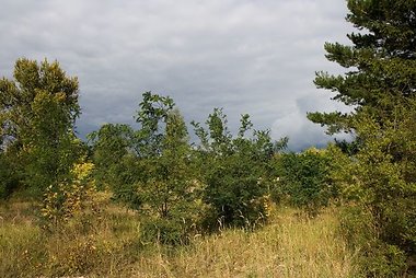 Šiaulių miškų urėdija