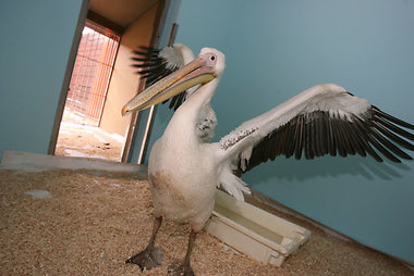 Pelikanas