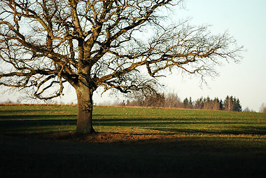 Ąžuolas