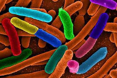 E.coli