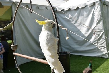 Kakadu (paukštis)