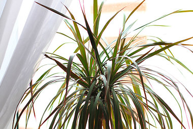 Dracena