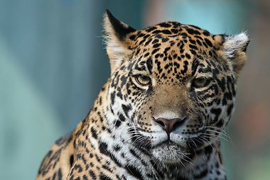 Jaguaras (žinduolis)
