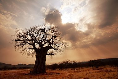 Baobabas