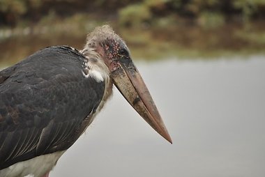 Marabu (paukštis)