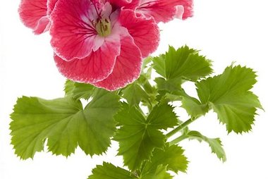 Kvapioji pelargonija