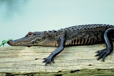 Aligatorius