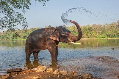 Zoologijos sode – kankinto dramblio kerštas: lankytojų akivaizdoje sutrypė prižiūrėtoją