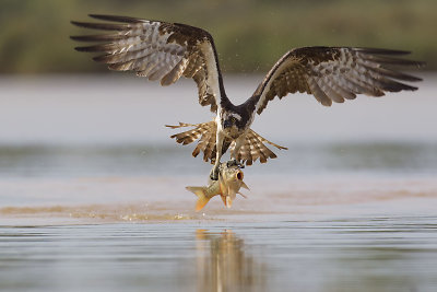 Mariaus Čepulio fotoklajonės. Erelis žuvininkas