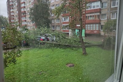 Nuverstas medis Klaipėdoje, Žardininkų gatvėje