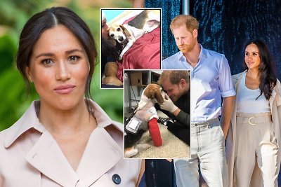 Meghan Markle ir princas Harry gedi – neteko mylimo augintinio Guy'aus: „Išverkiau per daug ašarų“