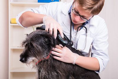 Šuo pas veterinarą