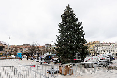 Vilniuje pradėta statyti Kalėdų eglutė