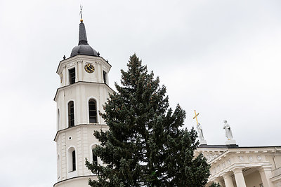 Katedros aikštėje – jau stovi pagrindinė Vilniaus Kalėdų eglė: pamatykite