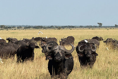 Safaris Afrikoje