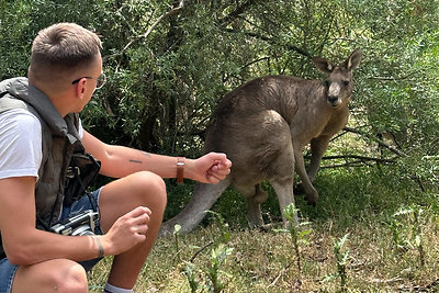 „Kengūros laisvai bėgioja miesto parkuose lyg kokios voverės“, – stebisi Mantas. Įpratęs kelionėse paragauti vietinių patiekalų, Australijoje, be abejo, valgė ir kengūrienos