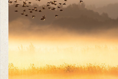 Mariaus Čepulio gamtos fotografijos