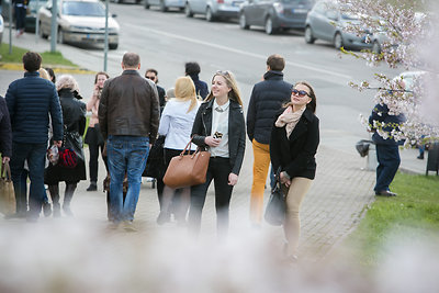 Prie Nacionalinės dailės galerijos pradėjo žydėti sakuros