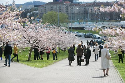 Prie Nacionalinės dailės galerijos pradėjo žydėti sakuros