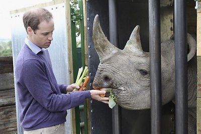 Princas Williamas piktinasi prekyba raganosių ragais