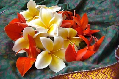 Frangipani žiedai