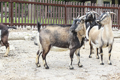 Zoologijos sodo gyventojas