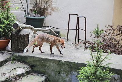 Zoologijos sodo gyventojas