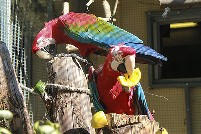 Zoologijos sodo gyventojas