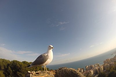 Liucinos Rimgailės atostogų Malagoje akimirka