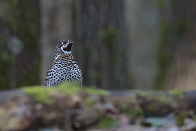 Mariaus Čepulio fotoklajonės. Jerubė