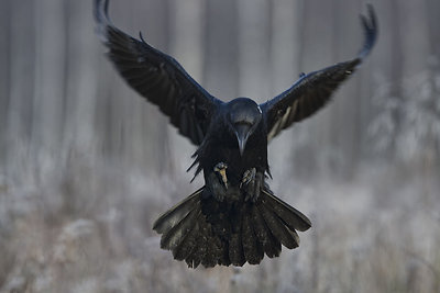 Mariaus Čepulio fotoklajonės. Kranklys