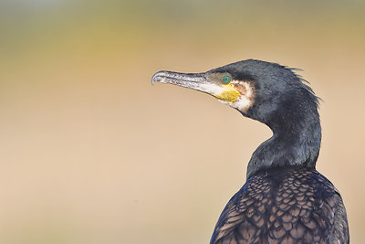 Mariaus Čepulio fotoklajonės. Didysis kormoranas