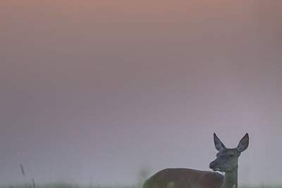 Mariaus Čepulio fotoklajonės. Elnė