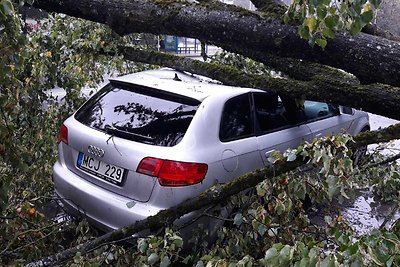 Lazdynuose medis užvirto ant automobilio