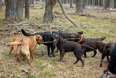 Labradorų ėjimas Labanoro girioje 2025