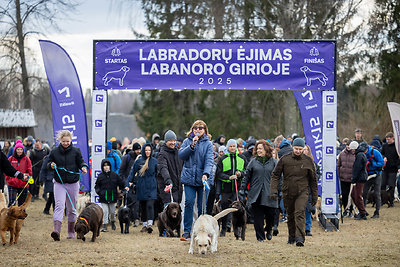 Labradorų ėjimas Labanoro girioje 2025