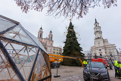 Kauno Kalėdų eglės pristatymas